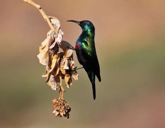 Birdwatching Expedition Across Arabia (#birdwatching 4/2)