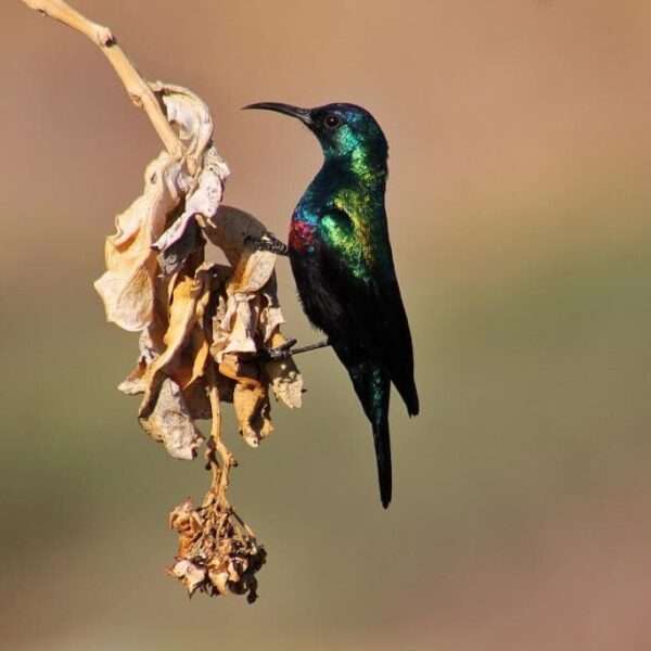 Birdwatching Expedition Across Arabia (#birdwatching 4/2)